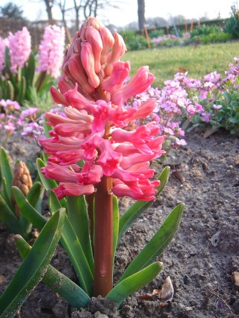 Hyacinthus orientalis 'Jan Bos' PB 7